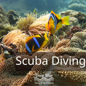 Scuba Diving - Clown Fish / Fiji Coral