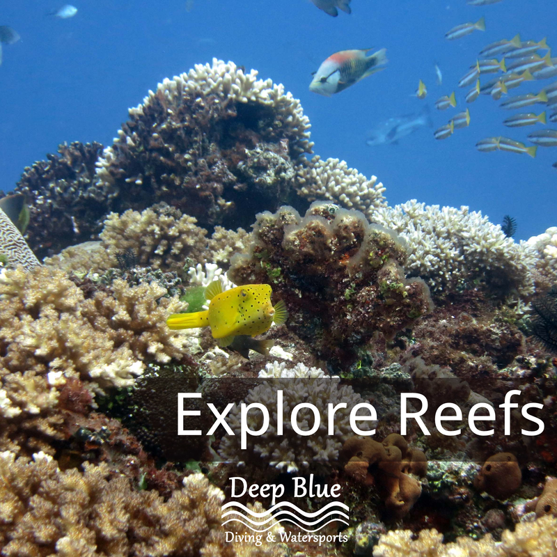 Explore Reefs with Deep Blue Fiji